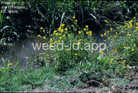 buttercup, California